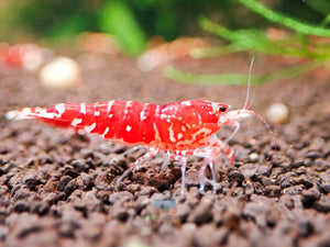Red Galaxy Tiger Micro Aquatic Shop