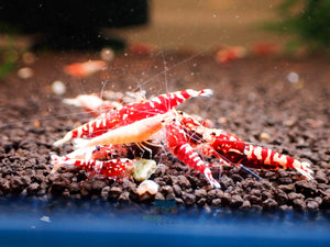 Red Galaxy Tiger Micro Aquatic Shop