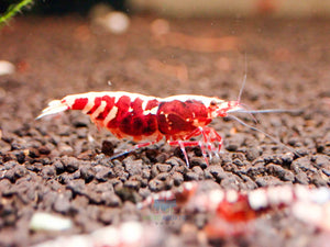 Deep Red Galaxy Tiger Medium - High Grade Micro Aquatic Shop