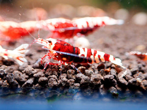 Deep Red Galaxy Tiger Medium - High Grade Micro Aquatic Shop