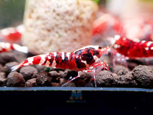 Deep Red Galaxy Tiger Medium - High Grade Micro Aquatic Shop