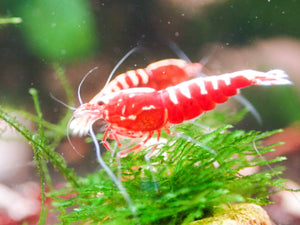 Red Galaxy Tiger Micro Aquatic Shop