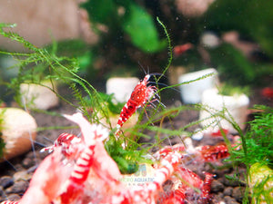 Red Galaxy Tiger Micro Aquatic Shop