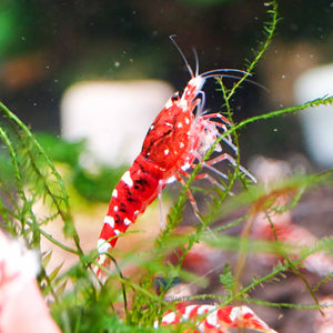 Red Galaxy Tiger Micro Aquatic Shop