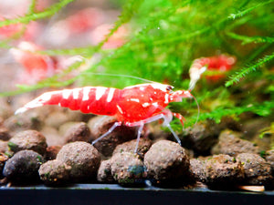 Red Galaxy Tiger Micro Aquatic Shop