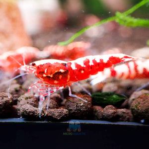 Red Galaxy Tiger Micro Aquatic Shop