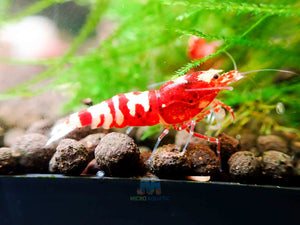 Red Galaxy Tiger Micro Aquatic Shop