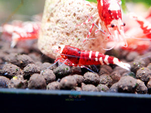 Deep Red Galaxy Tiger Medium - High Grade Micro Aquatic Shop