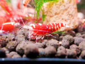 Red Galaxy Tiger Micro Aquatic Shop