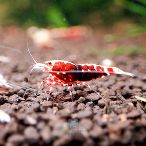 Deep Red Galaxy Tiger Medium - High Grade Micro Aquatic Shop