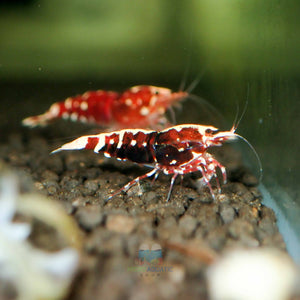 Deep Red Galaxy Tiger Medium - High Grade Micro Aquatic Shop