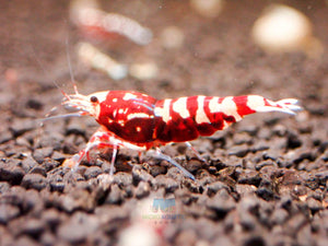 Deep Red Galaxy Tiger Medium - High Grade Micro Aquatic Shop
