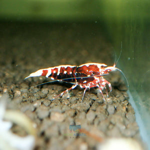 Deep Red Galaxy Tiger Medium - High Grade Micro Aquatic Shop