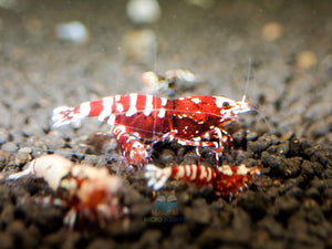 Deep Red Galaxy Tiger Medium - High Grade Micro Aquatic Shop