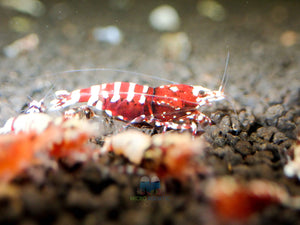Deep Red Galaxy Tiger Medium - High Grade Micro Aquatic Shop