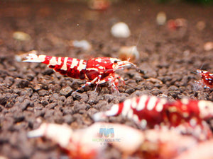 Deep Red Galaxy Tiger Medium - High Grade Micro Aquatic Shop