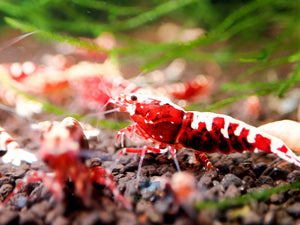 Deep Red Galaxy Tiger Medium - High Grade Micro Aquatic Shop