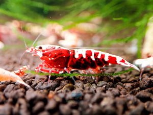 Deep Red Galaxy Tiger Medium - High Grade Micro Aquatic Shop