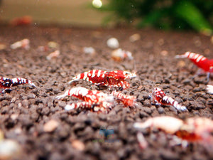 Deep Red Galaxy Tiger Medium - High Grade Micro Aquatic Shop