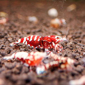 Deep Red Galaxy Tiger Medium - High Grade Micro Aquatic Shop