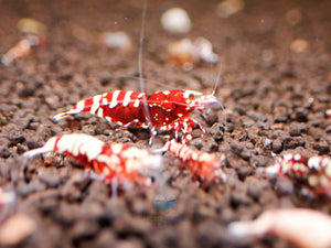 Deep Red Galaxy Tiger Medium - High Grade Micro Aquatic Shop