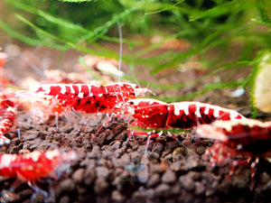 Deep Red Galaxy Tiger Medium - High Grade Micro Aquatic Shop