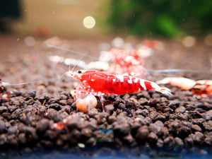 Red Galaxy Tiger Micro Aquatic Shop