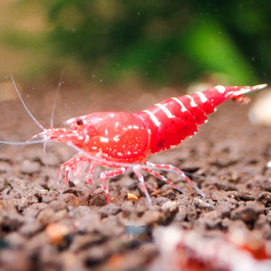 Red Galaxy Tiger Micro Aquatic Shop