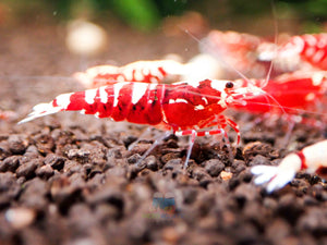 Red Galaxy Tiger Micro Aquatic Shop