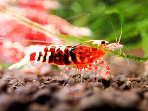 Deep Red Galaxy Tiger Medium - High Grade Micro Aquatic Shop