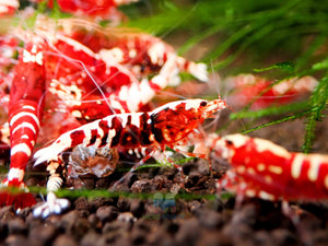Deep Red Galaxy Tiger Medium - High Grade Micro Aquatic Shop
