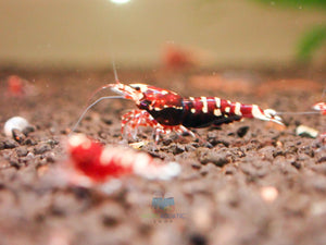 Deep Red Galaxy Tiger Medium - High Grade Micro Aquatic Shop