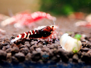 Deep Red Galaxy Tiger Medium - High Grade Micro Aquatic Shop