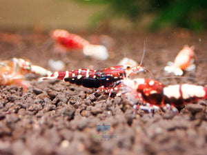 Deep Red Galaxy Tiger Medium - High Grade Micro Aquatic Shop