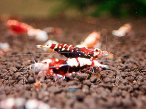 Deep Red Galaxy Tiger Medium - High Grade Micro Aquatic Shop