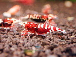 Deep Red Galaxy Tiger Medium - High Grade Micro Aquatic Shop