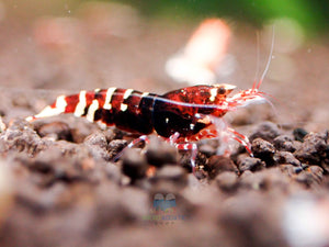 Deep Red Galaxy Tiger Medium - High Grade Micro Aquatic Shop