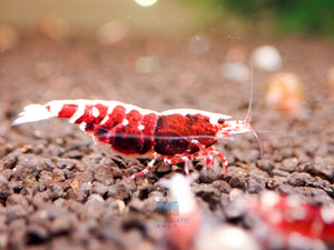 Deep Red Galaxy Tiger Medium - High Grade Micro Aquatic Shop