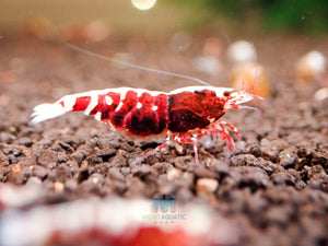 Deep Red Galaxy Tiger Medium - High Grade Micro Aquatic Shop