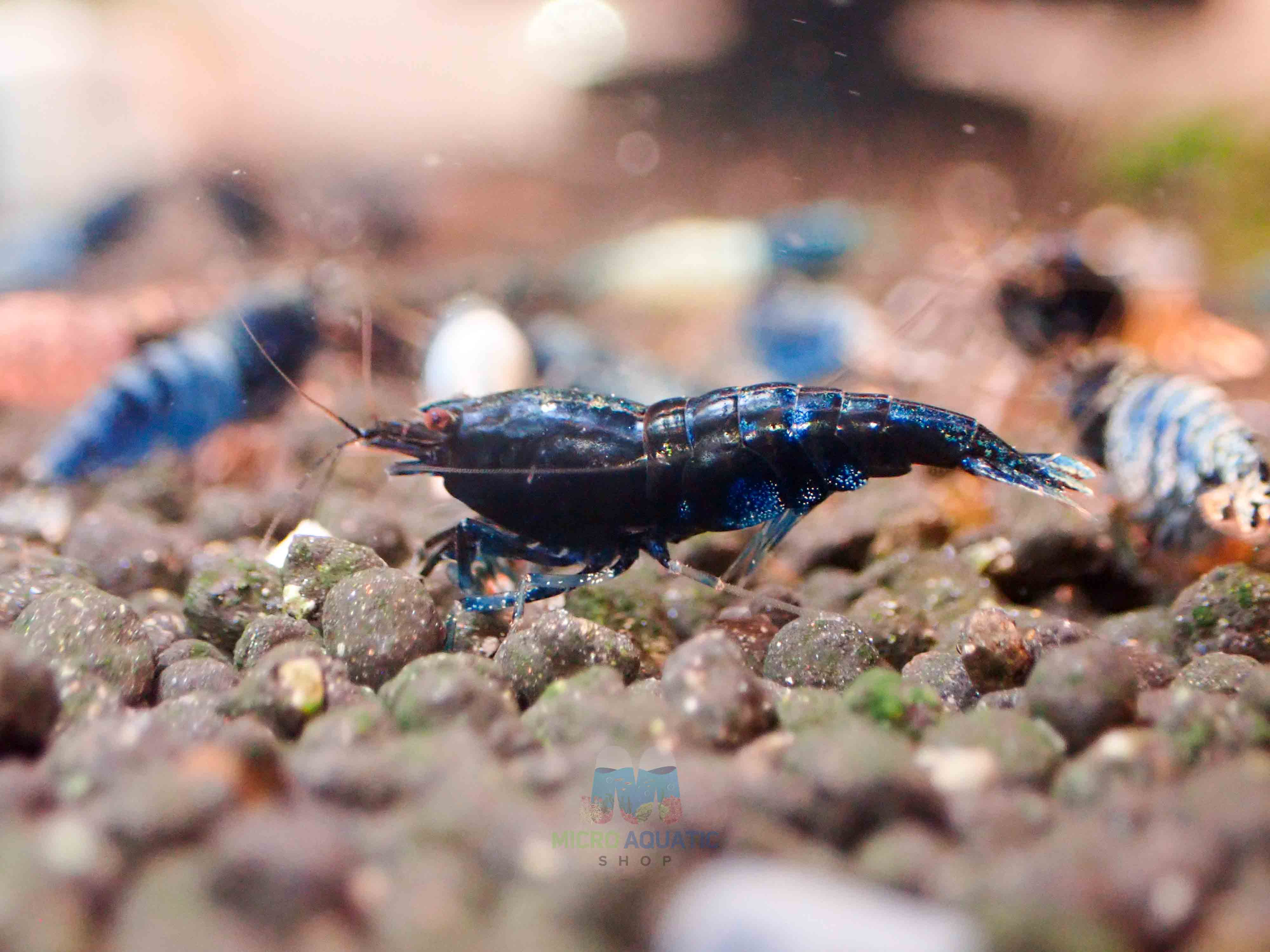 Crazy Blue Shrimp Micro Aquatic Shop