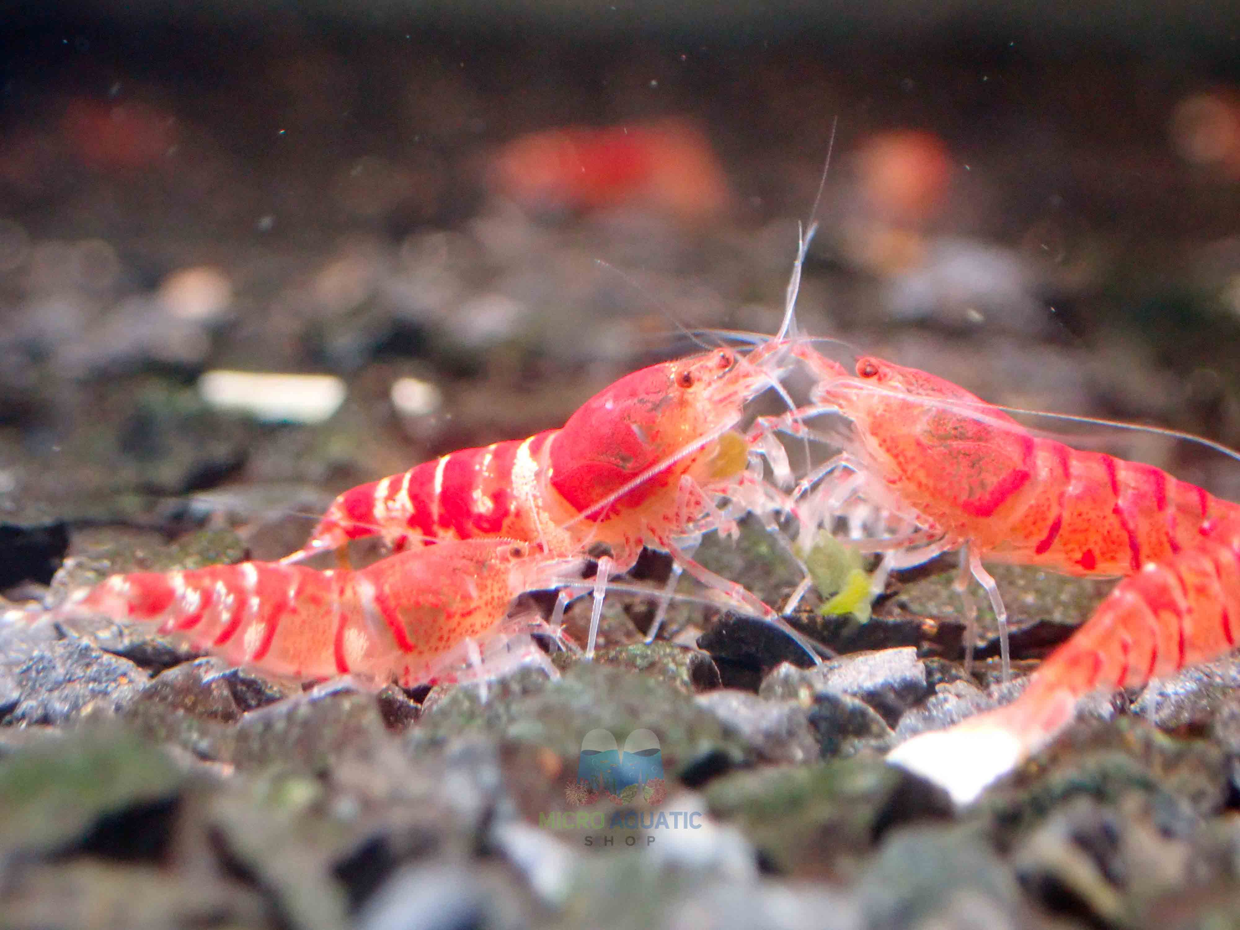Red Tiger Shrimp - Cardina x Tiger