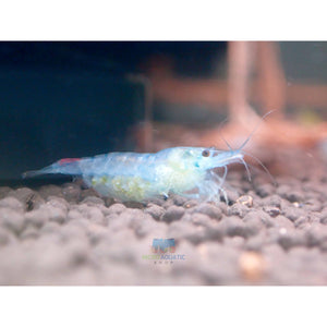 Blue Rili Shrimp Medium - High Grade Micro Aquatic Shop