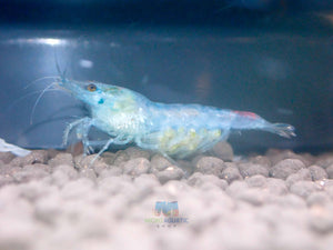 Blue Rili Shrimp Medium - High Grade Micro Aquatic Shop