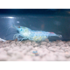Blue Rili Shrimp Medium - High Grade Micro Aquatic Shop