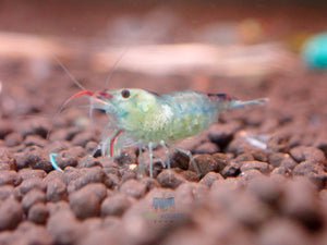Blue Rili Shrimp Medium - High Grade Micro Aquatic Shop