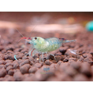 Blue Rili Shrimp Medium - High Grade Micro Aquatic Shop