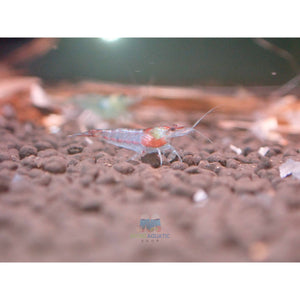 Blue Rili Shrimp Medium - High Grade Micro Aquatic Shop