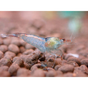 Blue Rili Shrimp Medium - High Grade Micro Aquatic Shop