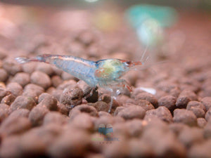 Blue Rili Shrimp Medium - High Grade Micro Aquatic Shop