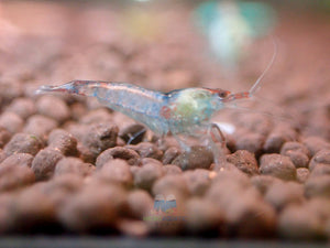 Blue Rili Shrimp Medium - High Grade Micro Aquatic Shop